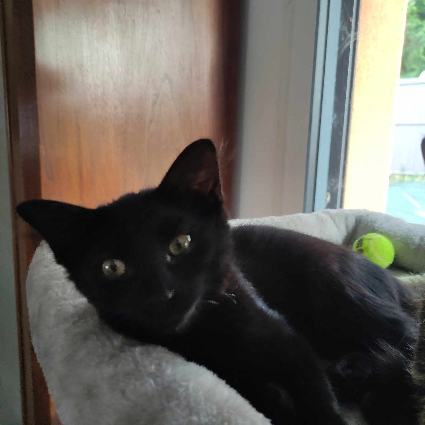 Bella a rejoint le concours — aidez-le/la à gagner de superbes lots ! black_cat, cat, pet, animal, indoor, window, bed, soft, fluffy, relaxed, yellow_tennis_ball, feline, resting, cozy, fur, ears, eyes, wooden_door, daylight, home