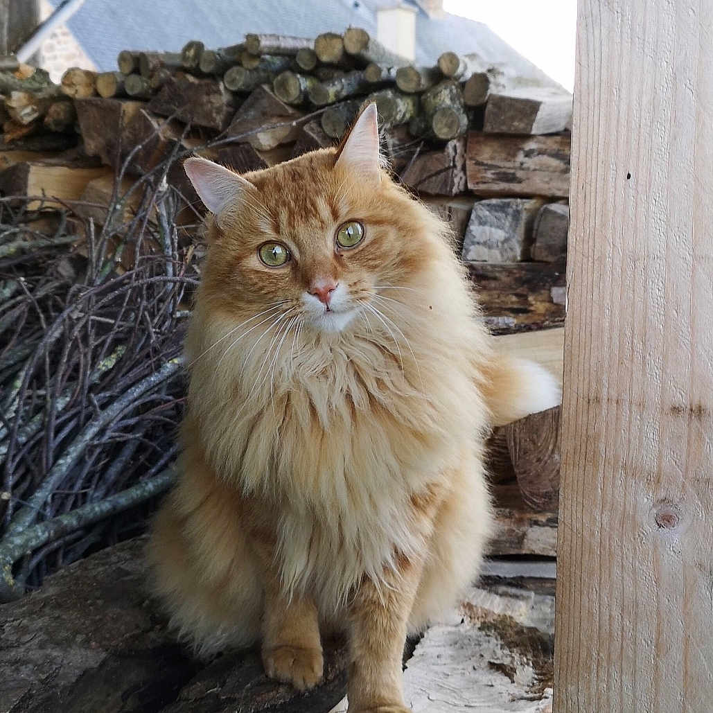 Peter participe au concours pour gagner de l'argent avec cette photo : animal, architecture, building, cat, hardwood, house, housing, kitten, lumber, manx, outdoors, path, pet, plywood, porch, rock, shelter, slate, walkway, wood