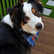Oakley is registered to the contest to win money with this photo: dog, bandana, black_and_white, brown_eyes, wooden_deck, grass, green_lawn, stone_pathway, outdoor, pet, animal, fur, ears, snout, paw, looking_back, portrait, canine, domestic_animal, summer