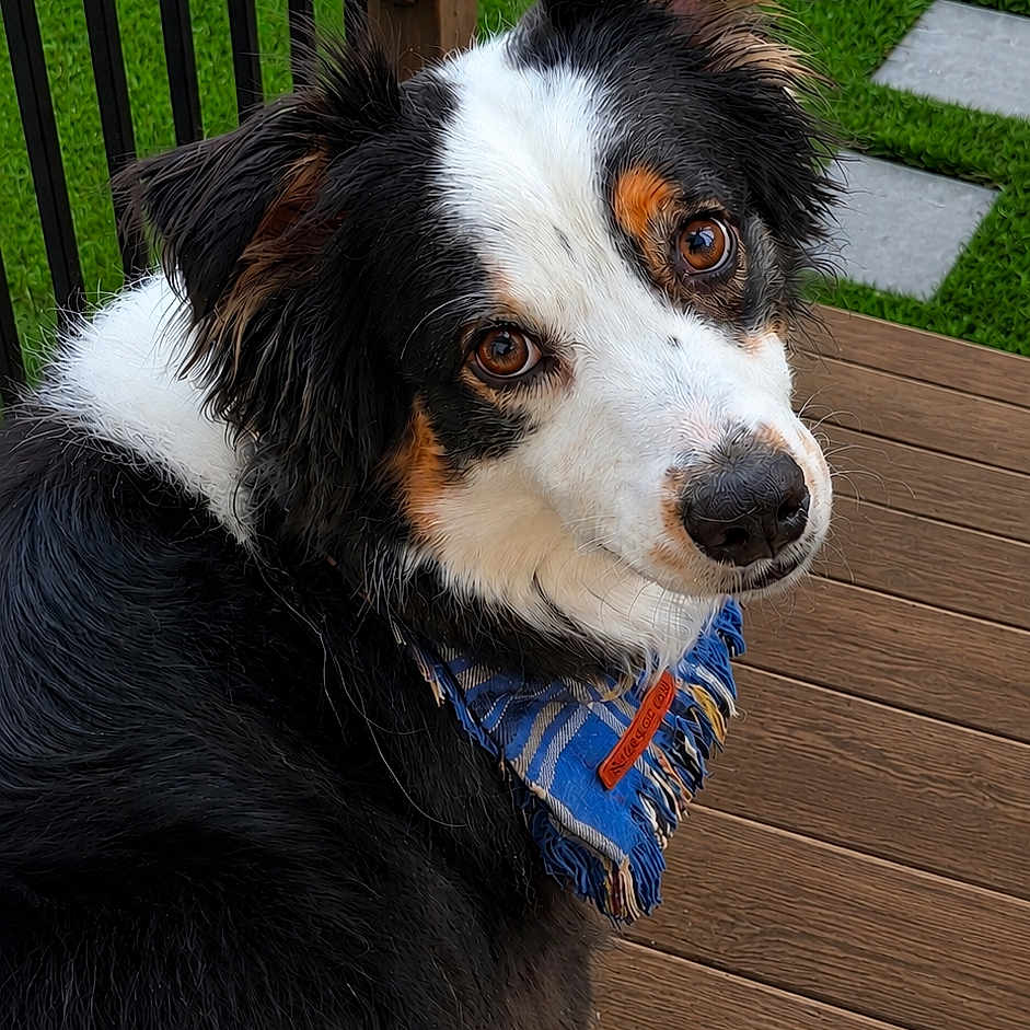 Oakley is registered to the contest to win money with this photo: dog, bandana, black_and_white, brown_eyes, wooden_deck, grass, green_lawn, stone_pathway, outdoor, pet, animal, fur, ears, snout, paw, looking_back, portrait, canine, domestic_animal, summer