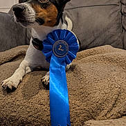 Maise joined the competition — help win amazing prizes! dog, pet, ribbon, award, couch, blanket, indoor, animal, brown, white, black, fur, ears, eyes, nose, collar, tail, comfortable, home, portrait