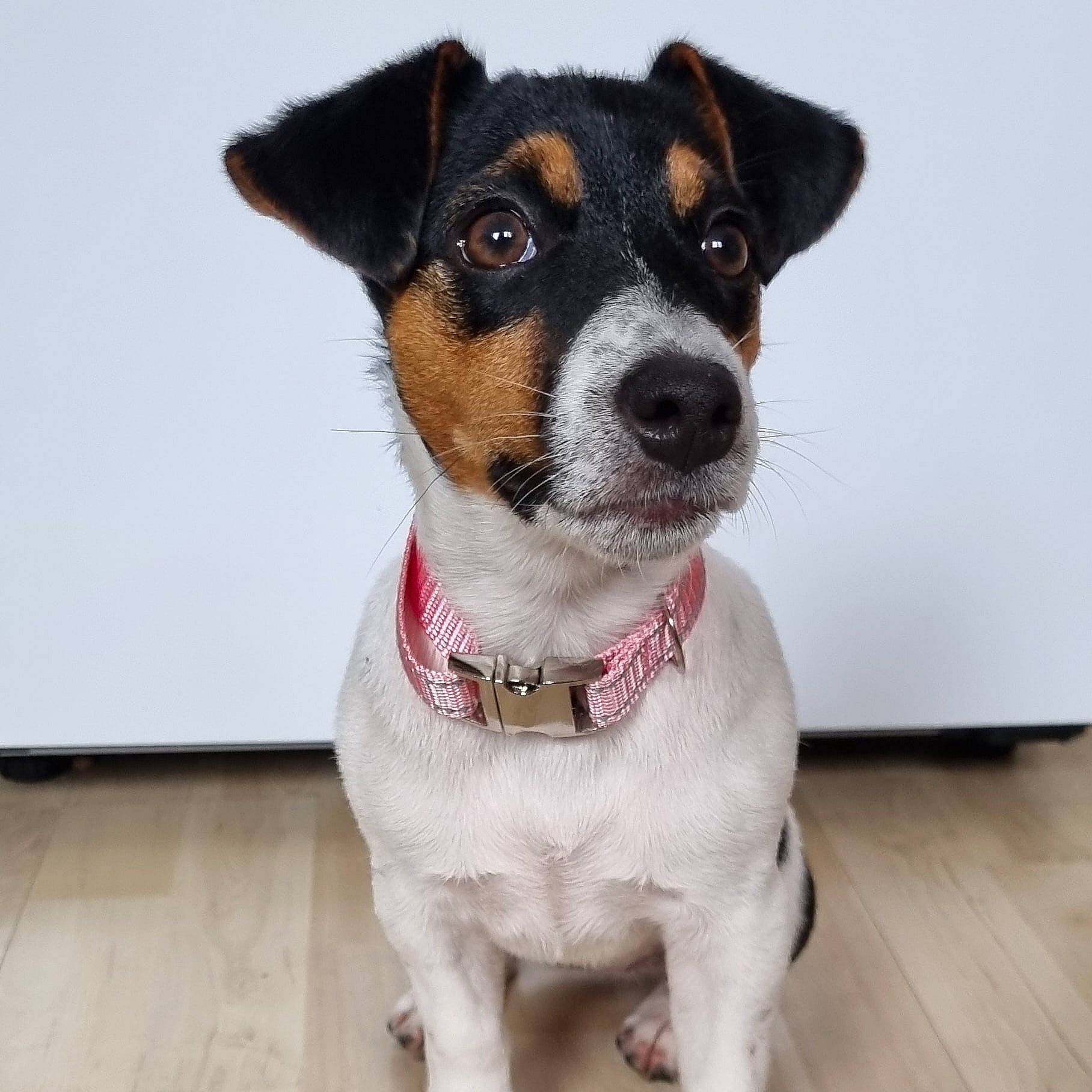 Maise is registered to the contest to win money with this photo: canidae, carnivore, collar, companion_dog, dishware, dog, dog_breed, dog_collar, fashion_accessory, flooring, fur, hardwood, leash, snout, sporting_group, terrier, whiskers, wood, wood_flooring, working_animal