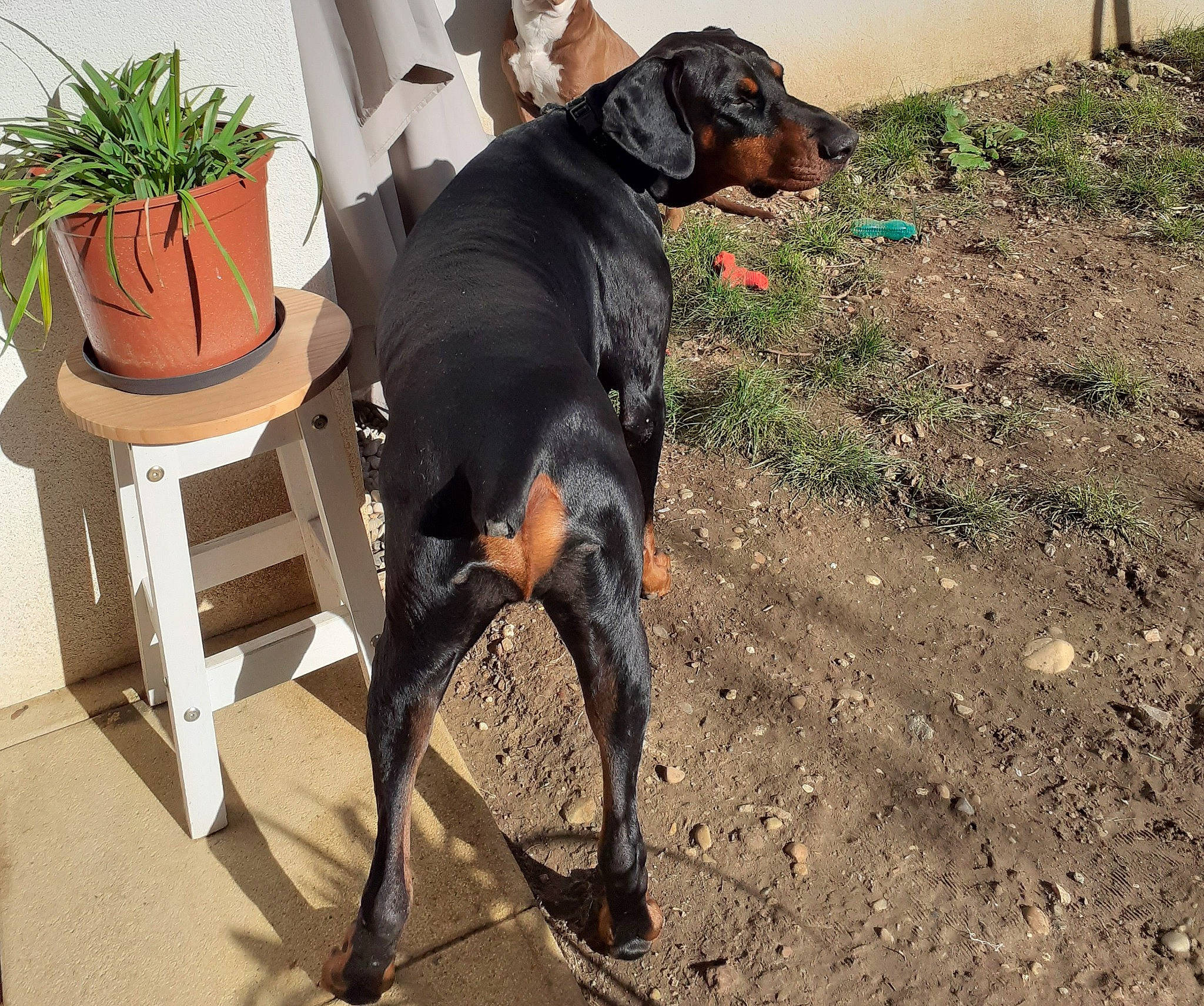 Thor participe au concours pour gagner de l'argent avec cette photo : carnivore, chair, collar, companion_dog, dog, dog_breed, flowerpot, grass, guard_dog, houseplant, montenegrin_mountain_hound, plant, soil, sporting_group, tail, working_animal, working_dog