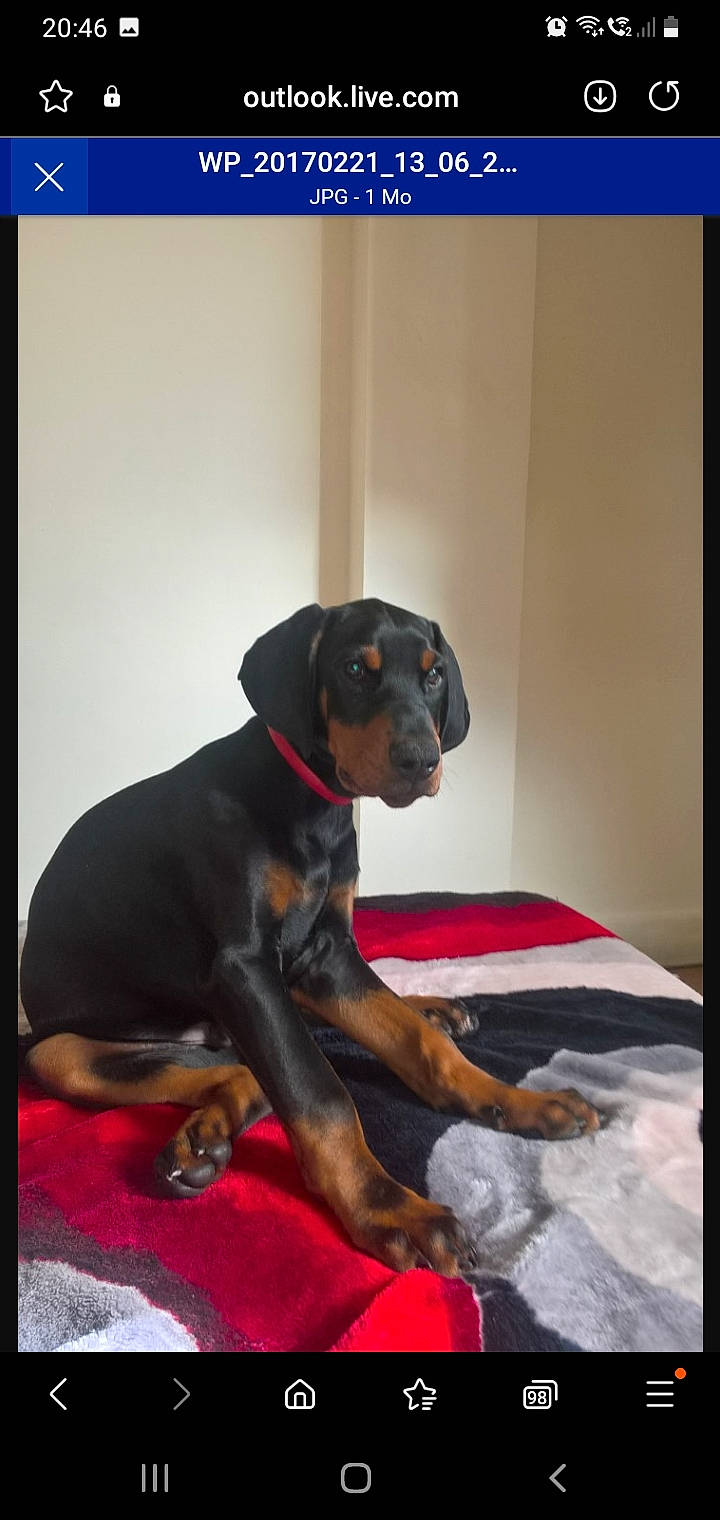 Thor participe au concours pour gagner de l'argent avec cette photo : canidae, carnivore, collar, comfort, companion_dog, dobermann, dog, dog_breed, dog_collar, dog_supply, fawn, guard_dog, hound, pet_supply, rectangle, rottweiler, snout, sporting_group, working_animal, working_dog
