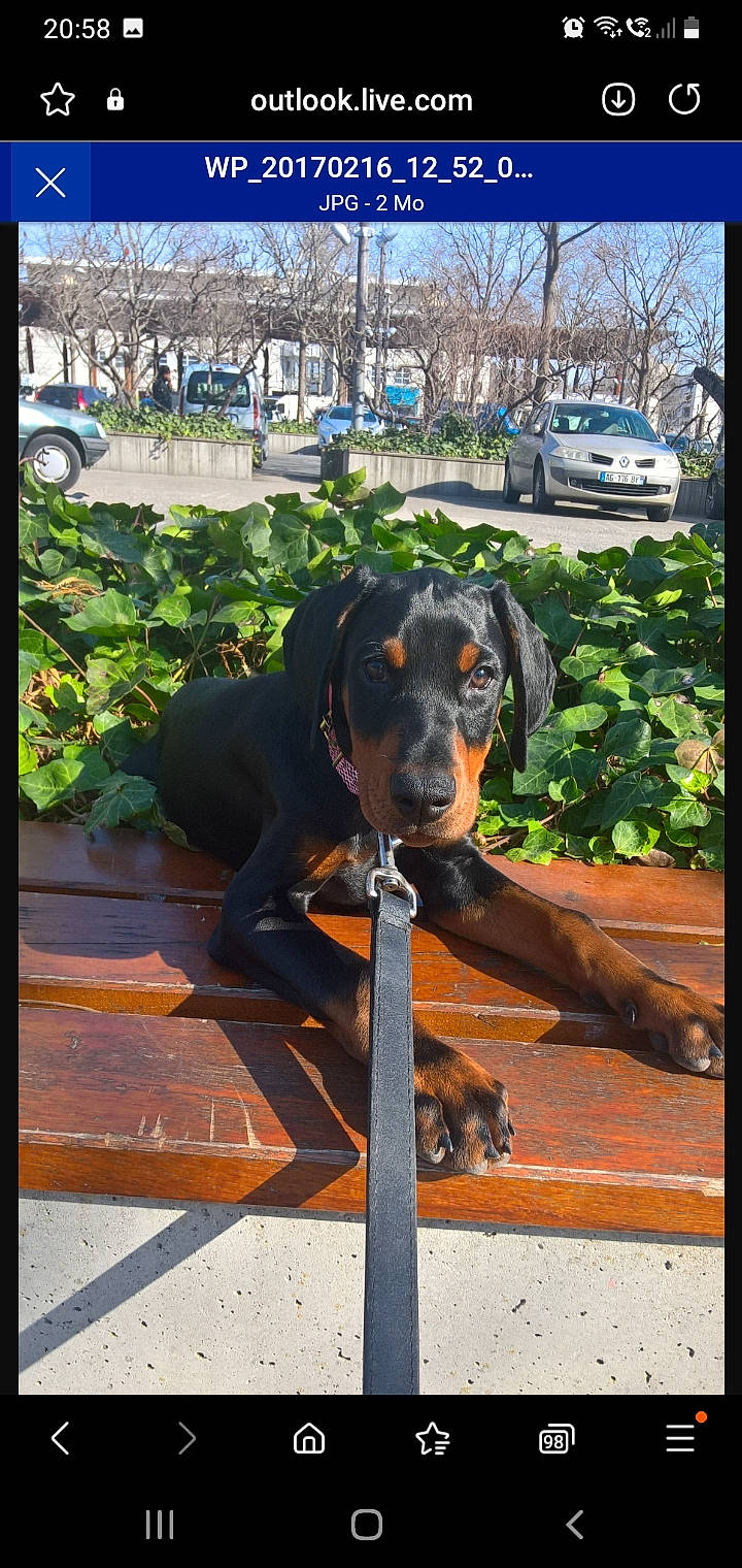 Thor a rejoint le concours — aidez-le/la à gagner de superbes lots ! canidae, car, carnivore, collar, companion_dog, dog, dog_breed, grass, guard_dog, mammal, montenegrin_mountain_hound, plant, sky, snout, sporting_group, tree, vehicle, window, working_animal, working_dog
