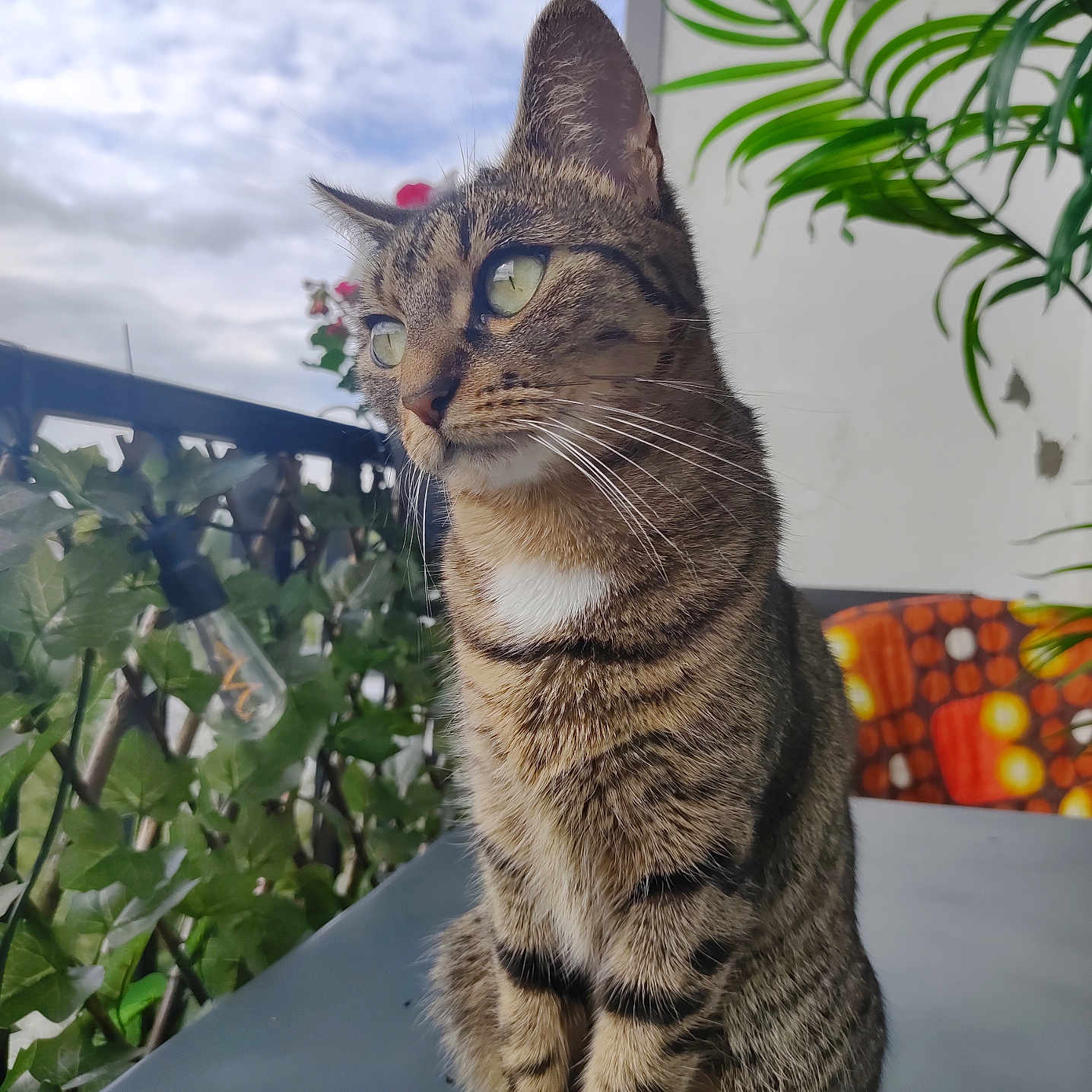 Chipie a rejoint le concours — aidez-le/la à gagner de superbes lots ! animal, balcony, cat, cloudy, decor, ears, eyes, fur, greenery, ivy, lightbulb, nature, outdoor, pet, plant, sitting, sky, tabby, table, whiskers