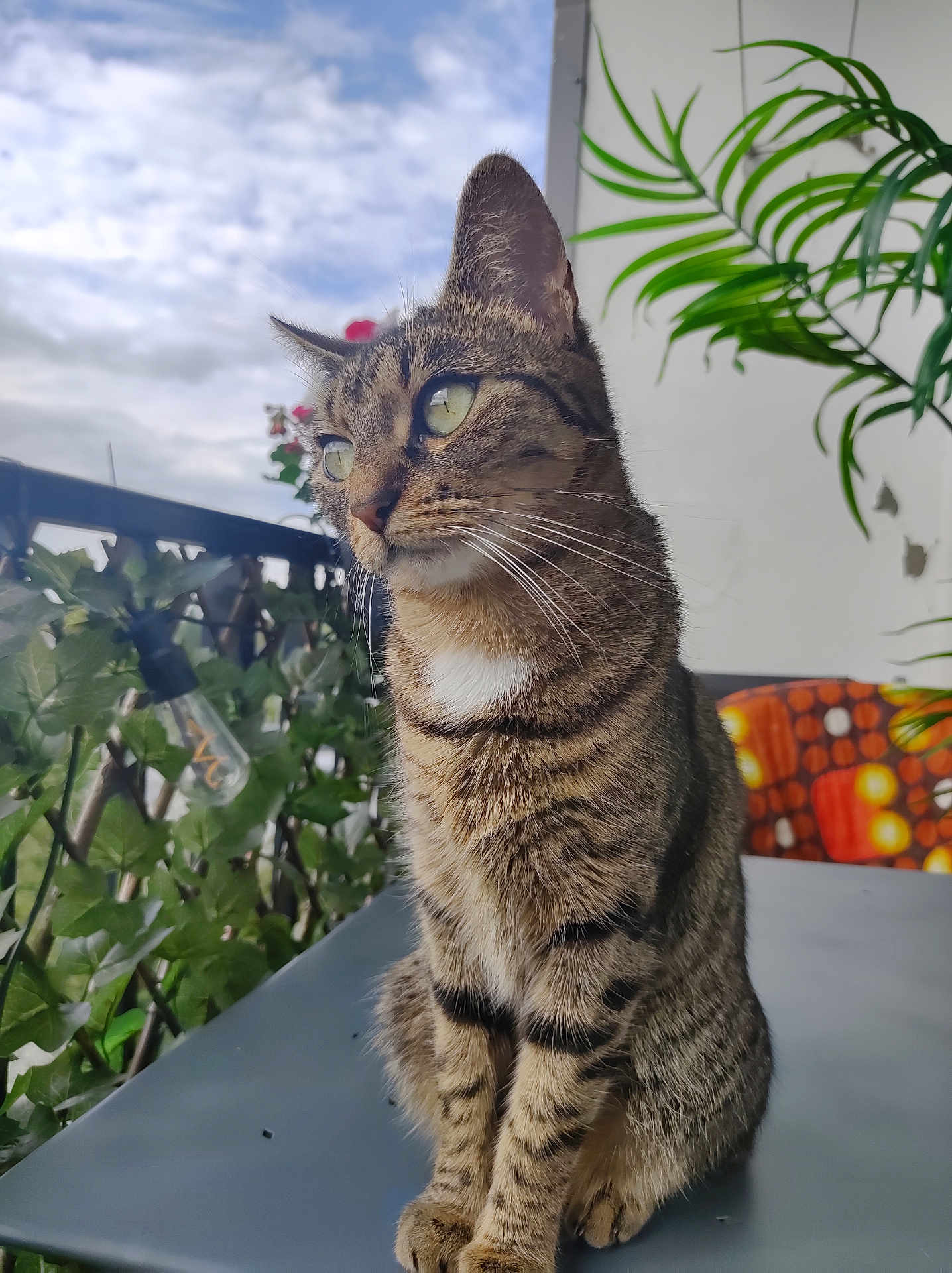 Chipie a rejoint le concours — aidez-le/la à gagner de superbes lots ! cat, tabby, animal, pet, sitting, outdoor, balcony, ivy, plant, table, greenery, sky, cloudy, whiskers, fur, ears, eyes, nature, decor, lightbulb