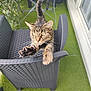 Chipie participe au concours pour gagner de l'argent avec cette photo : cat, tabby_cat, paw, stretching, chair, wicker_chair, balcony, green_carpet, outdoor, pet, claws, curious, feline, animal, close_up, looking, fur, whiskers, ears, tail
