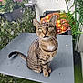 Chipie participe au concours pour gagner de l'argent avec cette photo : cat, tabby_cat, sitting, table, balcony, plants, flowers, greenery, chair, blanket, outdoor, pet, feline, whiskers, fur, eyes, nature, daylight, relaxing, cozy