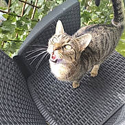 Chipie participe au concours pour gagner de l'argent avec cette photo : cat, tabby_cat, chair, outdoor, greenery, plant, pet, animal, looking_up, whiskers, fur, tail, daylight, curious, mouth_open, closeup, texture, pattern, nature, feline