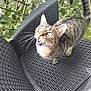 cat, tabby_cat, chair, outdoor, greenery, plant, pet, animal, looking_up, whiskers, fur, tail, daylight, curious, mouth_open, closeup, texture, pattern, nature, feline
