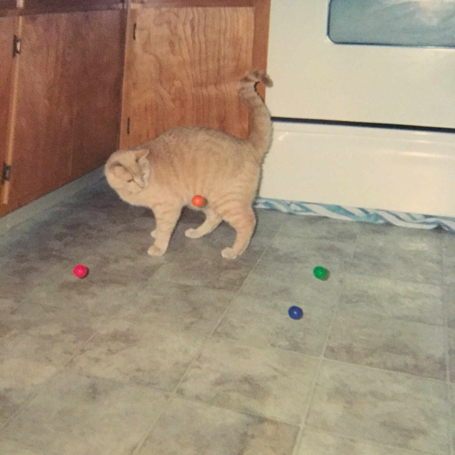 Shy Kitty is registered to the contest to win money with this photo: carnivore, cat, fawn, felidae, floor, play, small_to_medium_sized_cats, tail