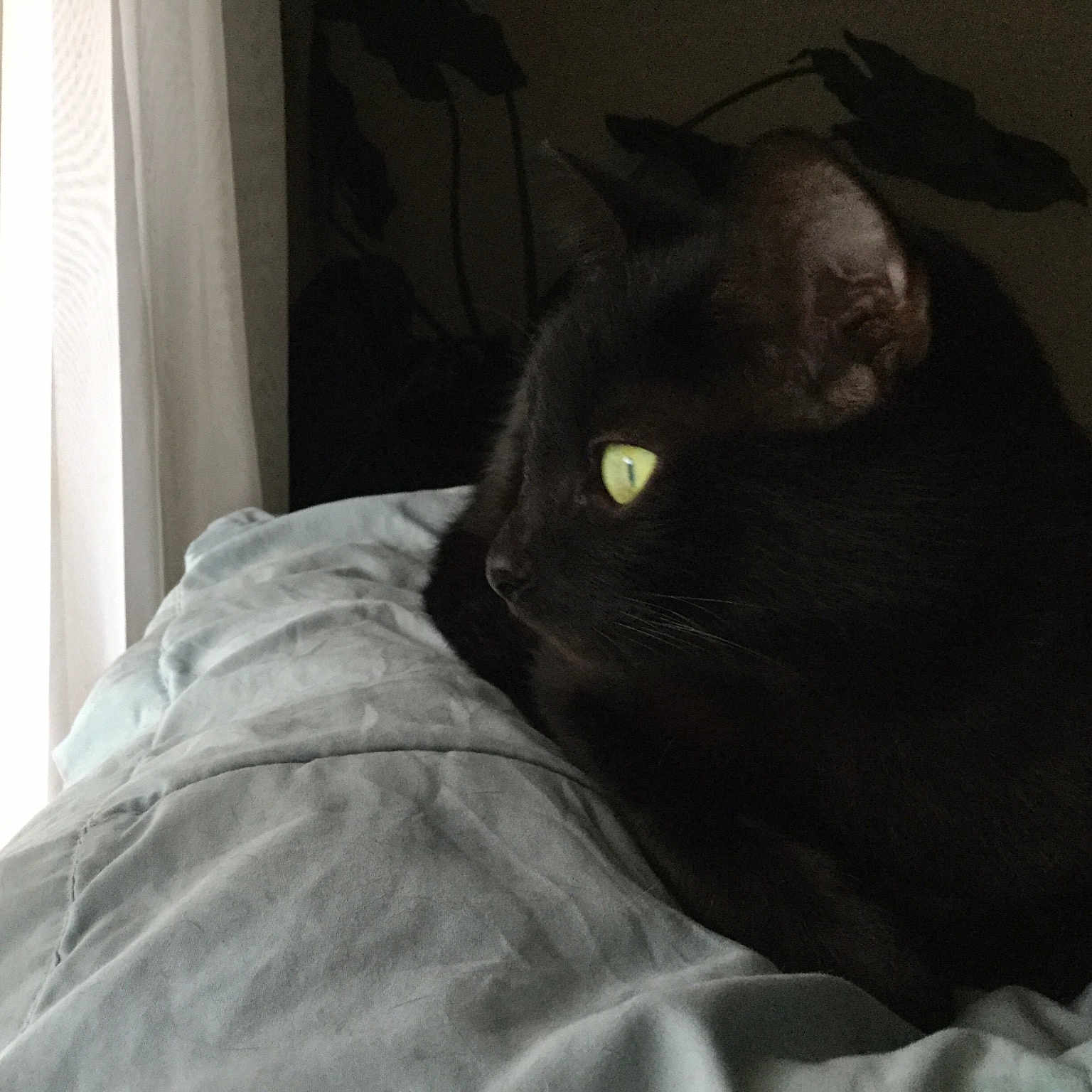 Shyann is registered to the contest to win money with this photo: black_cat, british_shorthair, carnivore, cat, chartreux, domestic_short_haired_cat, ear, eye, felidae, korat, nap, russian_blue, small_to_medium_sized_cats, snout, whiskers