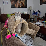 Chloe is registered to the contest to win money with this photo: cat, blue_eyes, cat_tunnel, couch, blanket, living_room, lamp, painting, furniture, toy, cozy, indoor, pet, feline, household_items, fur, curious, relaxed, sitting, home_decor