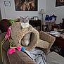 cat, blue_eyes, cat_tunnel, couch, blanket, living_room, lamp, painting, furniture, toy, cozy, indoor, pet, feline, household_items, fur, curious, relaxed, sitting, home_decor