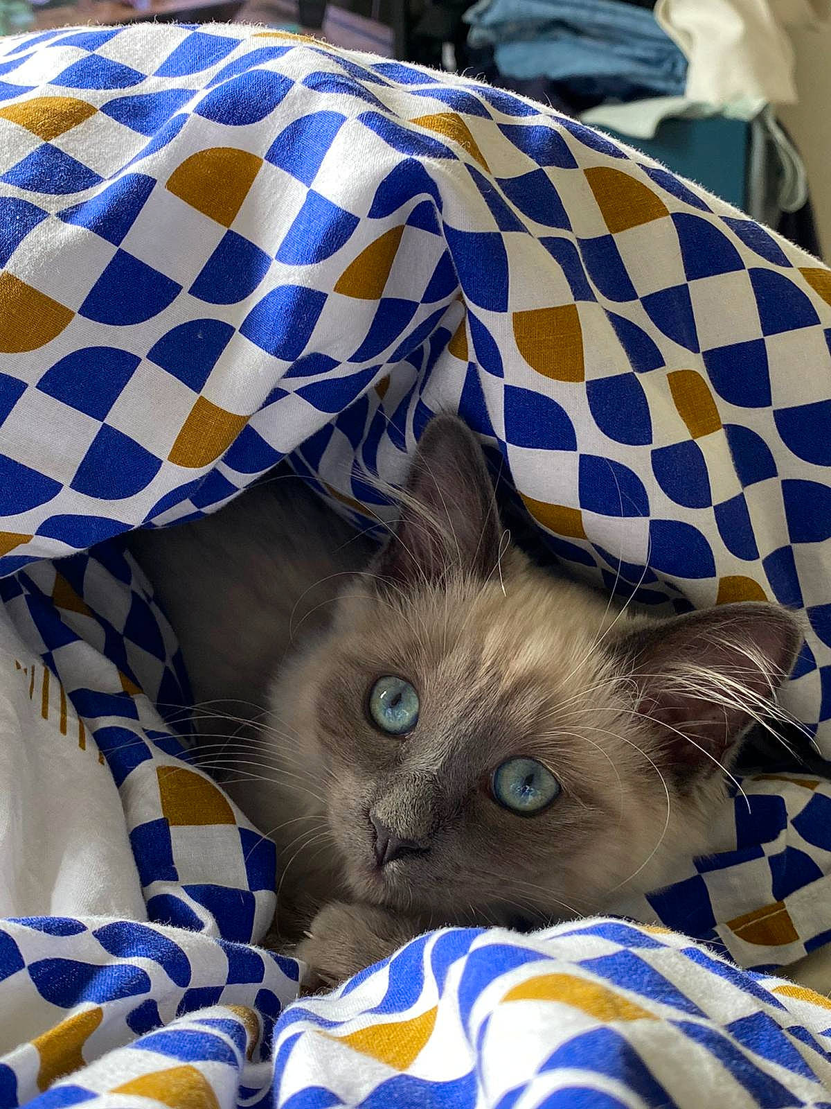 Tatooine a rejoint le concours — aidez-le/la à gagner de superbes lots ! balinese, birman, blue, carnivore, cat, electric_blue, fawn, felidae, fur, linens, mammal, pattern, plant, siamese, small_to_medium_sized_cats, snout, textile, thai, vertebrate, whiskers