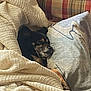dog, blanket, couch, pillow, plaid, resting, sleeping, cozy, indoor, pet, fur, knitted, comfort, relaxed, home, animal, brown, black, snug, quiet