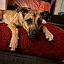 dog, pet, animal, brown_dog, couch, red_cushion, indoors, staircase, window, curtains, string_lights, decorations, relaxed, close_up, paw, snout, ears, home, cozy, furniture