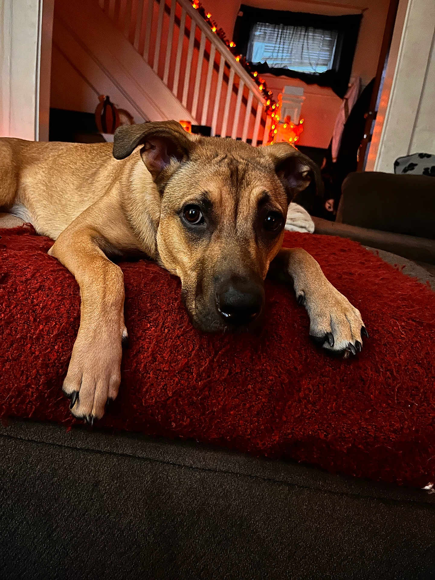 Nala