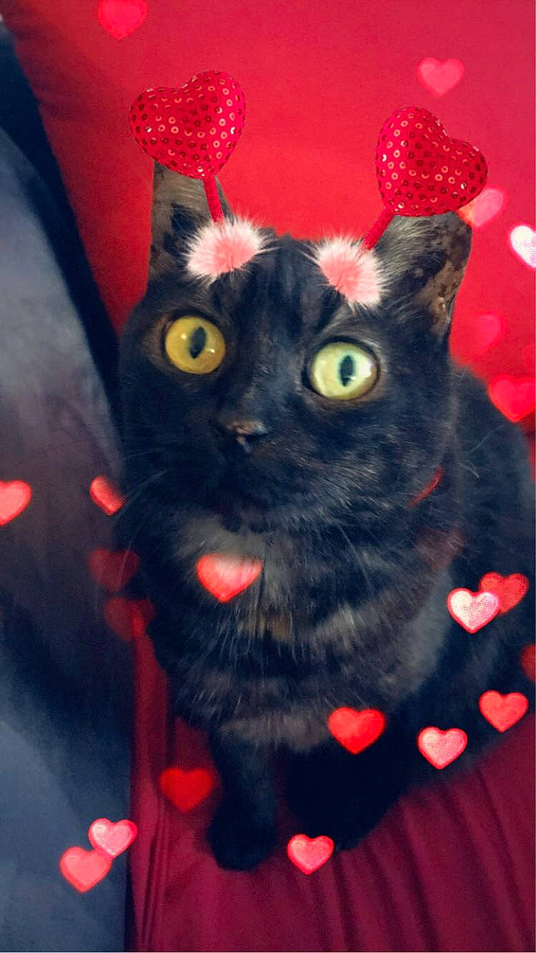 Macha participe au concours pour gagner de l'argent avec cette photo : black_cat, bombay, carmine, carnivore, cat, cat_toy, creative_arts, domestic_short_haired_cat, fashion_accessory, fawn, felidae, fur, magenta, pattern, red, small_to_medium_sized_cats, snout, tail, tree, whiskers