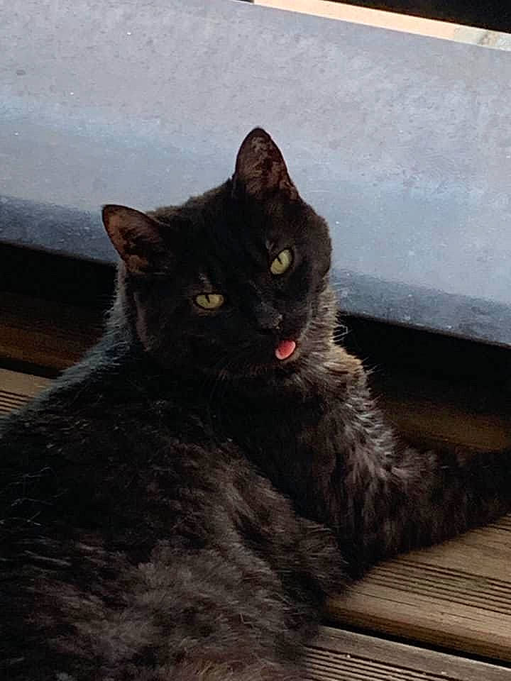 Macha participe au concours pour gagner de l'argent avec cette photo : black_cat, carnivore, cat, claw, domestic_short_haired_cat, felidae, fur, grey, monochrome_photography, paw, sitting, small_to_medium_sized_cats, snout, tail, terrestrial_animal, whiskers, window, wood