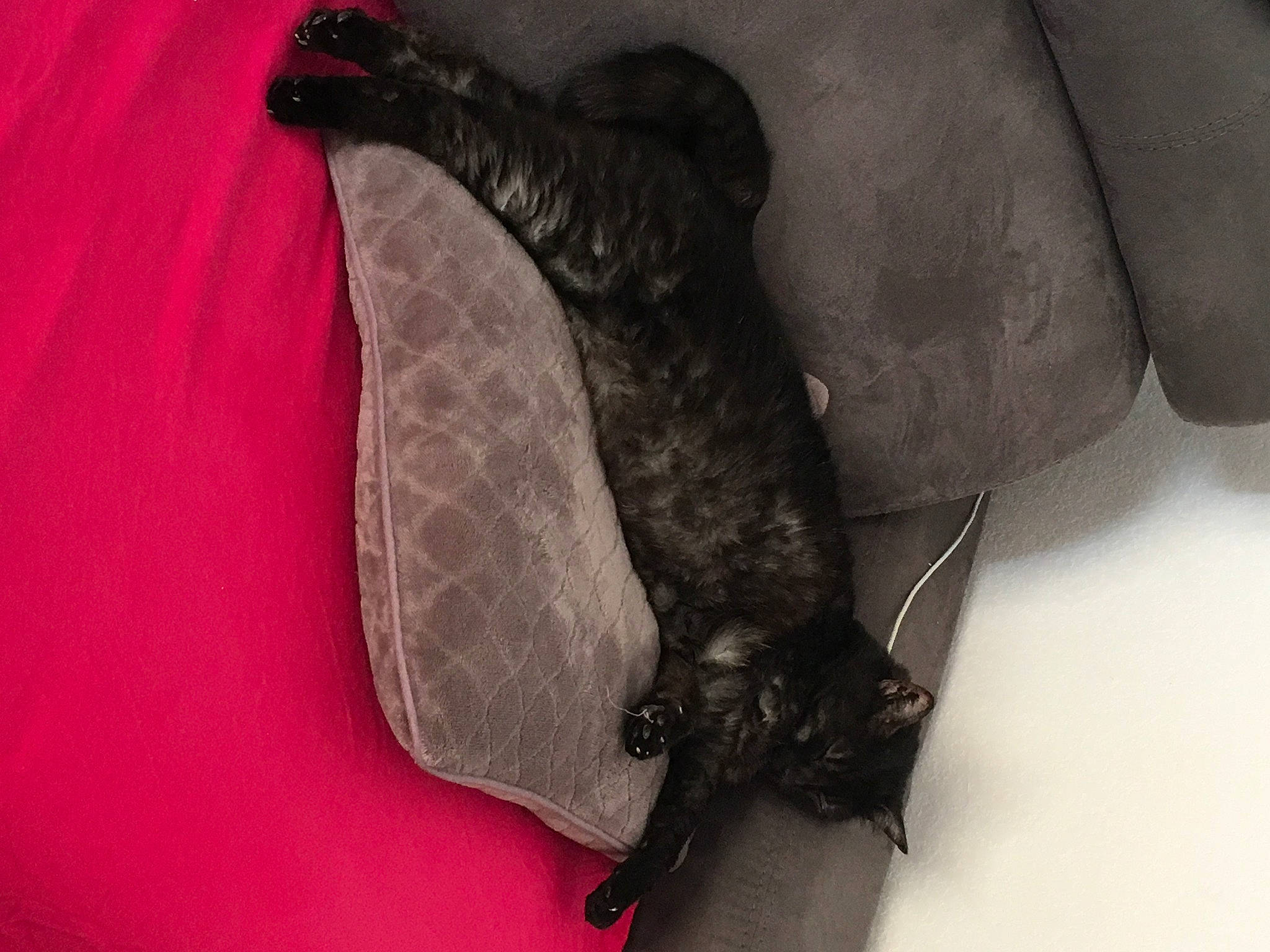 Macha participe au concours pour gagner de l'argent avec cette photo : carmine, claw, fashion_accessory, flesh, foot, grey, human_leg, magenta, tail, terrestrial_animal, wing