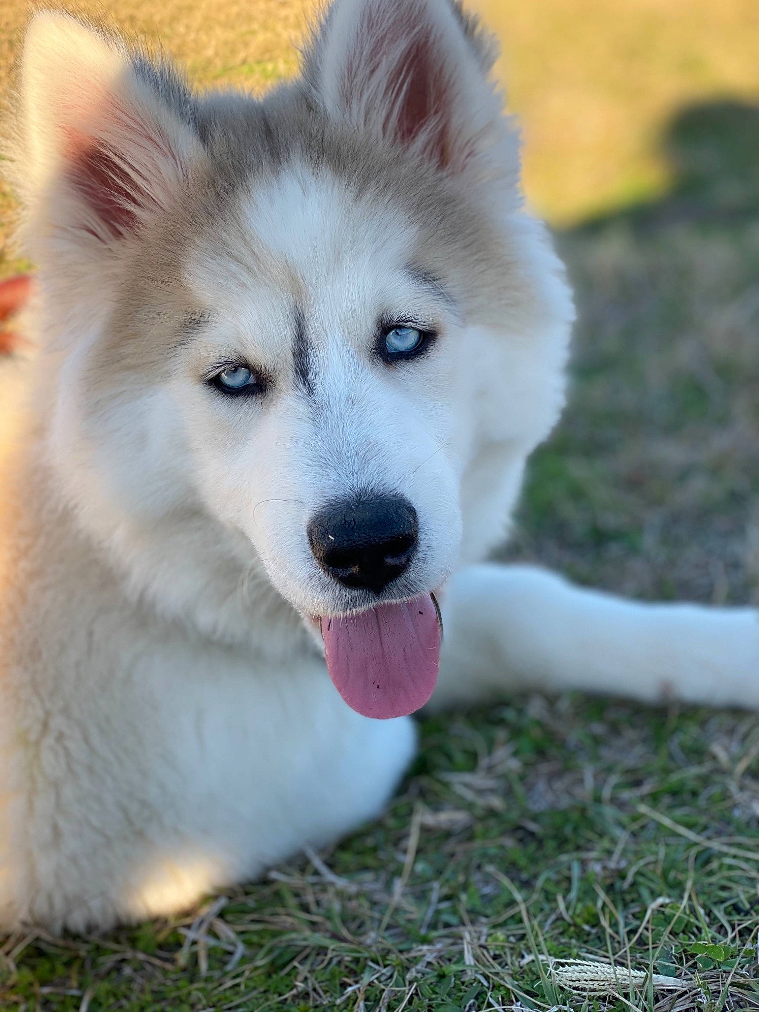 Mavrick is registered to the contest to win money with this photo: alaskan_malamute, ancient_dog_breeds, berger_blanc_suisse, canadian_eskimo_dog, canidae, carnivore, dog, dog_breed, greenland_dog, mammal, native_american_indian_dog, puppy, rare_breed_dog, sakhalin_husky, siberian_husky, snout, tamaskan_dog, vertebrate, white_shepherd, wolfdog