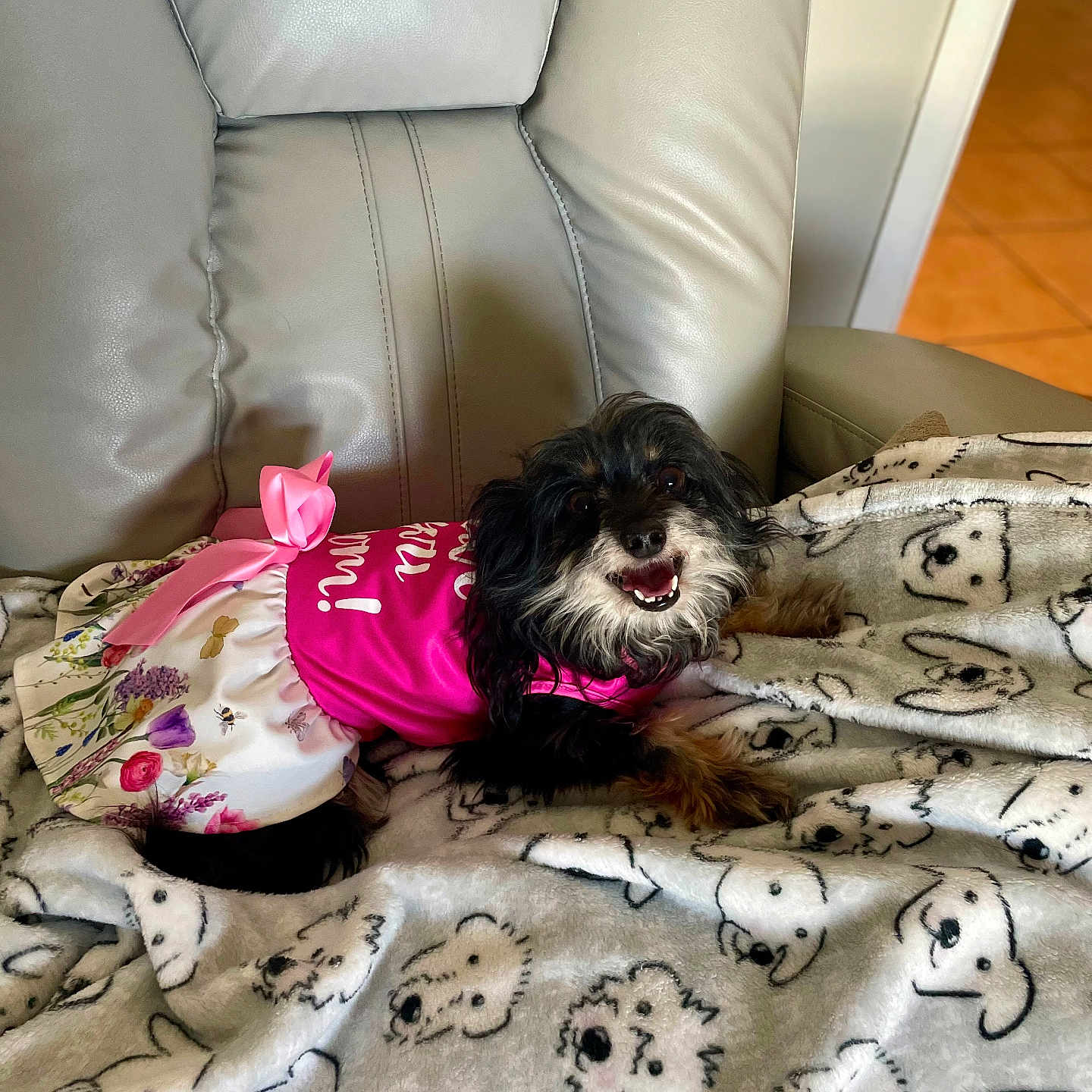 Ruby is registered to the contest to win money with this photo: animal, blanket, clothing, comfort, cozy, cute, dog, dress, fabric, fur, happy, home, indoor, leather_chair, pattern, pet, portrait, resting, small_dog, smiling
