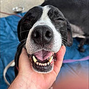 Mia is registered to the contest to win money with this photo: animal, black_and_white, blanket, canine, close_up, cute, dog, friendly, fur, hand, happy, indoor, nose, pet, portrait, relaxed, smiling, teeth, tongue, whiskers