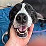 animal, black_and_white, blanket, canine, close_up, cute, dog, friendly, fur, hand, happy, indoor, nose, pet, portrait, relaxed, smiling, teeth, tongue, whiskers