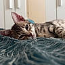 cat, tabby, pet, animal, feline, sleepy, relaxed, lying_down, bed, bedding, blanket, bedroom, indoors, portrait, close_up, whiskers, ears, fur, striped, cozy