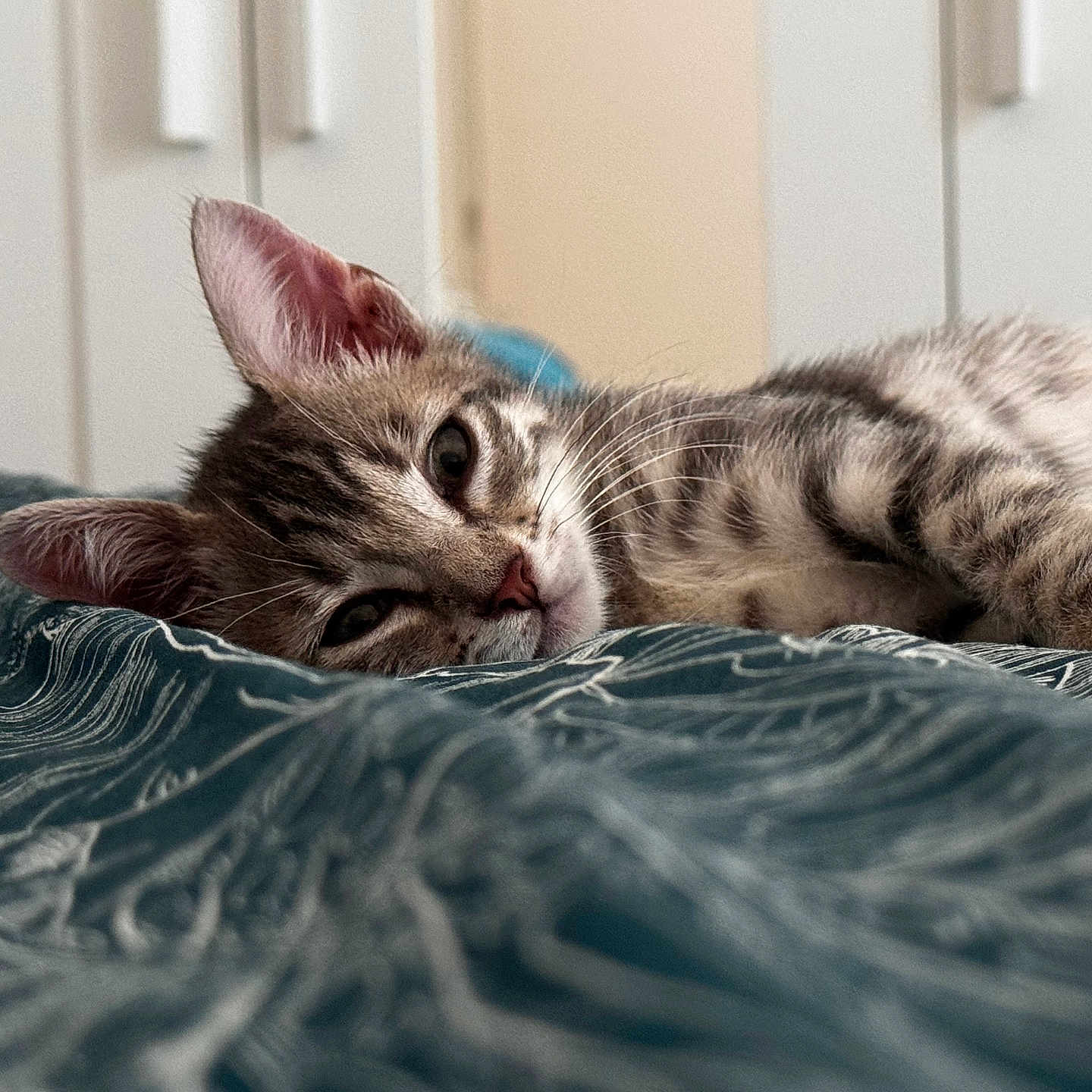 Yummi participe au concours pour gagner de l'argent avec cette photo : cat, tabby, pet, animal, feline, sleepy, relaxed, lying_down, bed, bedding, blanket, bedroom, indoors, portrait, close_up, whiskers, ears, fur, striped, cozy
