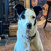 Pippa is registered to the contest to win money with this photo: animal, black_and_white, close_up, collar, curious, dog, domestic, ears_up, eyes, face, fireplace, floor, furniture, home, indoor, looking, mammal, pet, sitting, wood_floor