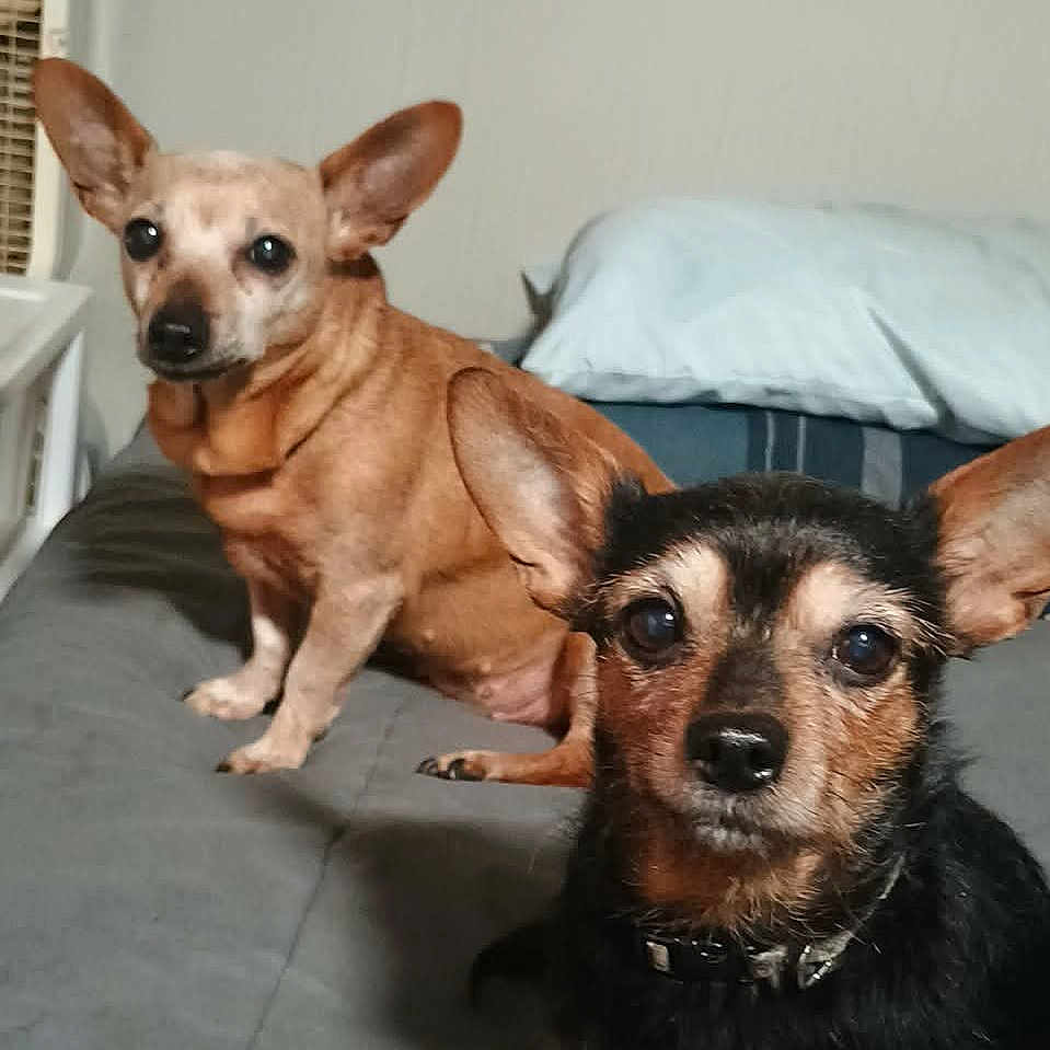Pebbles And Pandy N joined the competition — help win amazing prizes! bed, bedding, bedside_table, blanket, chihuahua, collar, cute, dog, ears, eyes, fan, fur, indoor, looking_at_camera, pet, pillow, portrait, small_dog, snout, two_dogs