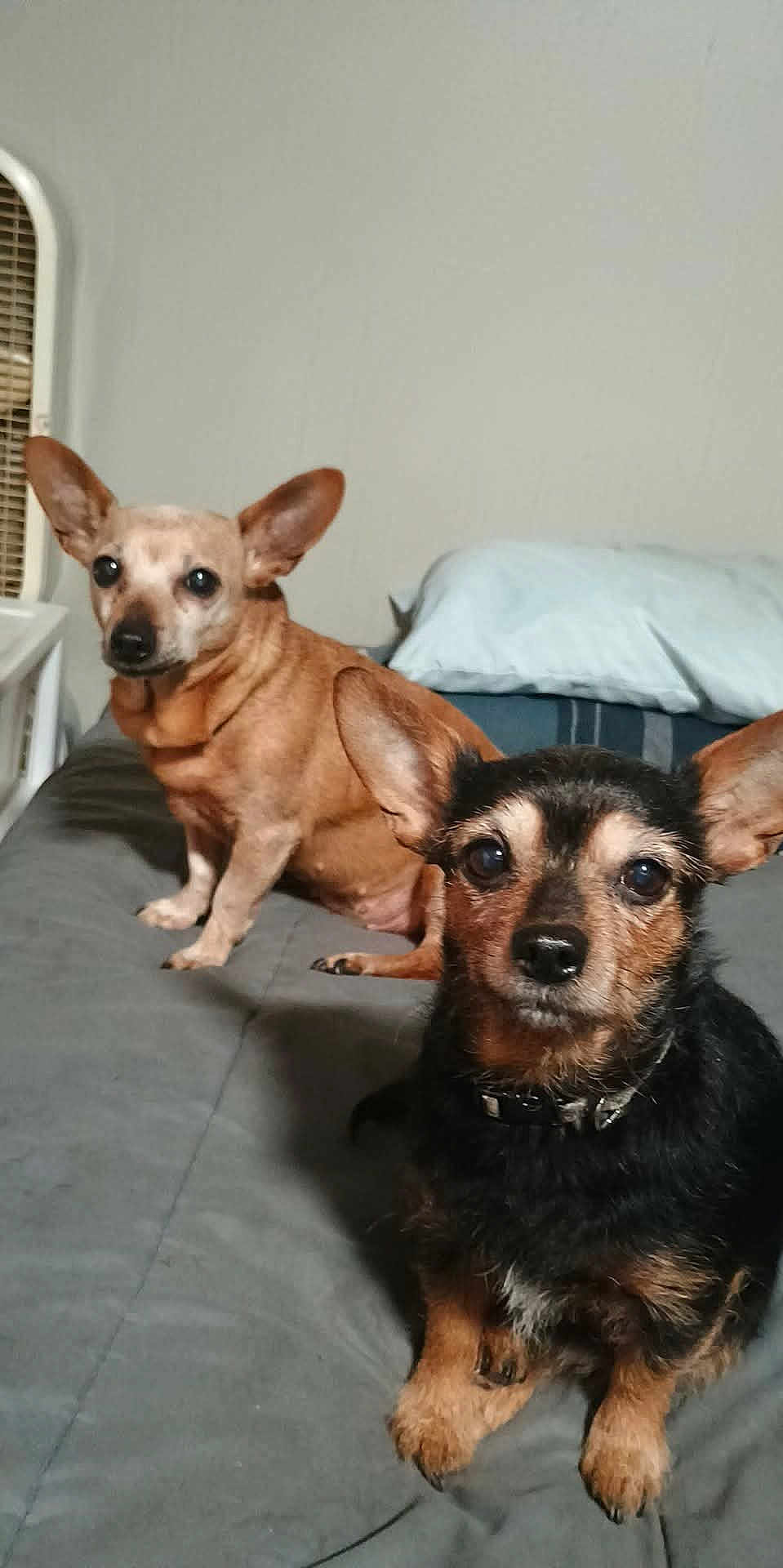 Pebbles And Pandy N joined the competition — help win amazing prizes! dog, chihuahua, small_dog, two_dogs, bed, pillow, blanket, ears, cute, pet, indoor, fur, collar, looking_at_camera, portrait, eyes, snout, fan, bedside_table, bedding
