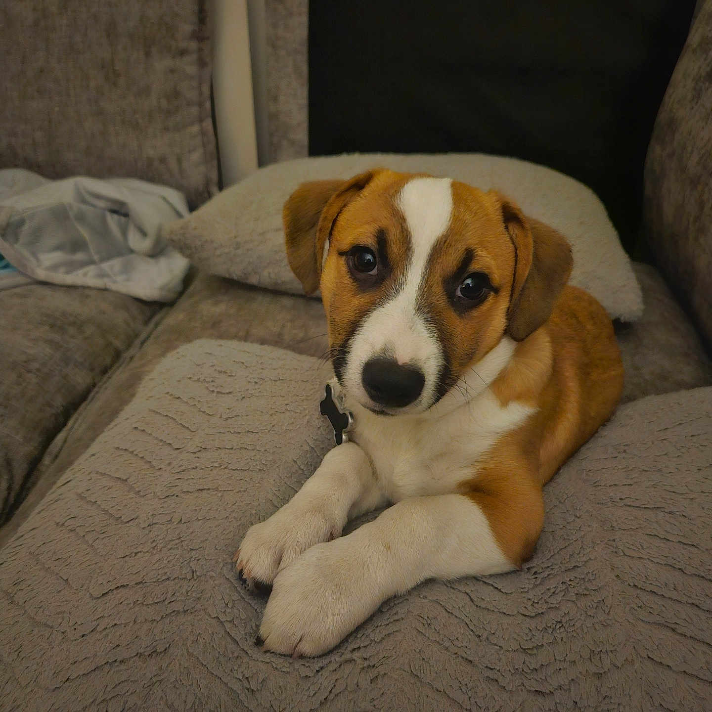 Sparky joined the competition — help win amazing prizes! dog, puppy, brown_and_white, pet, animal, portrait, lying_down, couch, blanket, indoors, home, cute, adorable, floppy_ears, white_markings, brown_fur, black_nose, collar, relaxed, photography