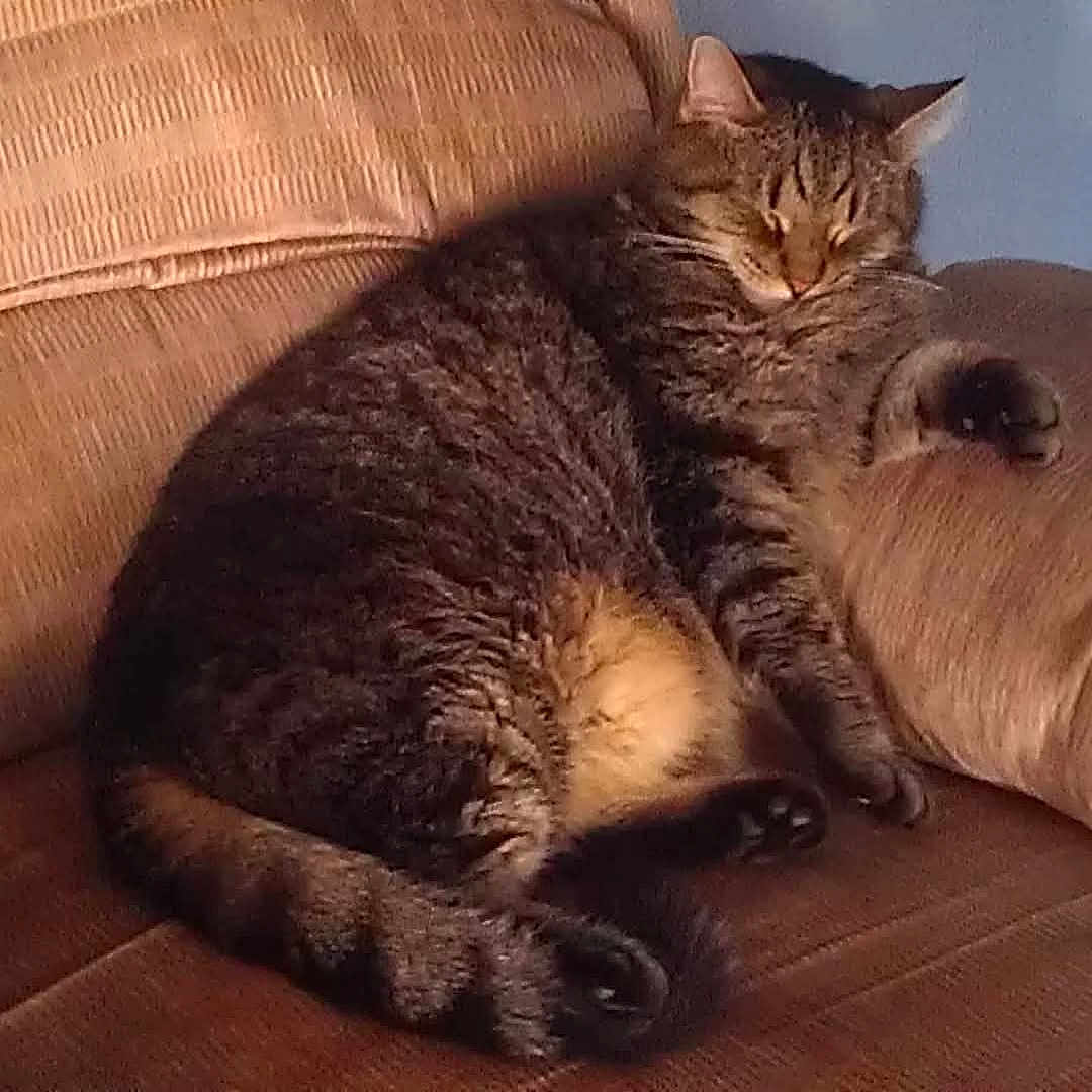 Chubbers joined the competition — help win amazing prizes! animal, cat, companion, couch, cozy, cute, domestic, fur, furniture, home, indoor, mammal, paw, pet, relaxed, resting, sleeping, tabby, tail, whiskers