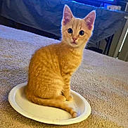 Ziggy is registered to the contest to win money with this photo: cat, kitten, orange_tabby, paper_plate, carpet, indoor, pet, cute, animal, curious, sitting, young, feline, fur, whiskers, ears, tail, home, domestic, looking