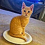 cat, kitten, orange_tabby, paper_plate, carpet, indoor, pet, cute, animal, curious, sitting, young, feline, fur, whiskers, ears, tail, home, domestic, looking