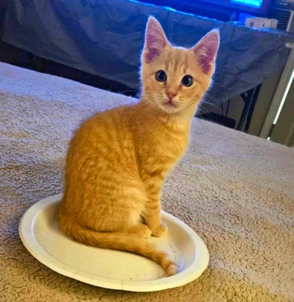 Ziggy