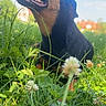 animal, canine, closeup, clouds, daytime, dog, ears, field, flora, grass, greenery, happy, muzzle, nature, outdoor, pet, sky, smiling, sunlight, tongue