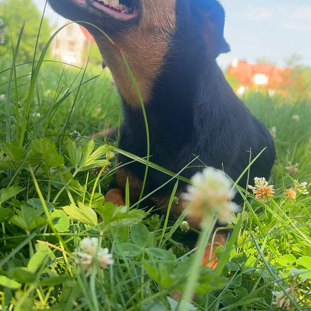 Simba