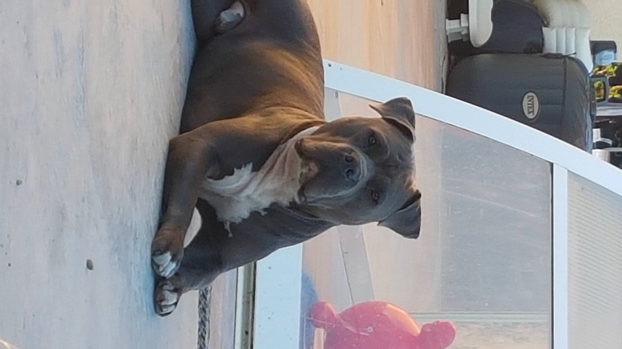 Lecky a rejoint le concours — aidez-le/la à gagner de superbes lots ! american_pit_bull_terrier, american_staffordshire_terrier, canidae, carnivore, dog, dog_breed, fawn, mammal, non_sporting_group, pit_bull, snout, staffordshire_bull_terrier