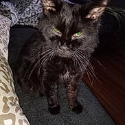 Kash joined the competition — help win amazing prizes! animal, black_cat, blanket, cat, closeup, cozy, domestic_animal, ears, fabric, feline, fur, furniture, green_eyes, household, indoor, pattern, pet, resting, sitting, whiskers