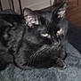 Kash is registered to the contest to win money with this photo: animal, black_cat, blurred, cat, closeup, cozy, dark, ears, eyes, feline, fur, home, indoor, mammal, pet, quiet, relaxed, resting, sleepy, whiskers