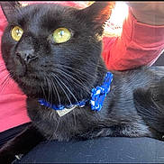 Lucky joined the competition — help win amazing prizes! black_cat, cat, pet, close_up, yellow_eyes, collar, blue_collar, whiskers, fur, animal, lap, person, clothing, pink_sleeve, black_pants, indoor, resting, alert, curious, domestic_cat