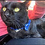 black_cat, cat, pet, close_up, yellow_eyes, collar, blue_collar, whiskers, fur, animal, lap, person, clothing, pink_sleeve, black_pants, indoor, resting, alert, curious, domestic_cat