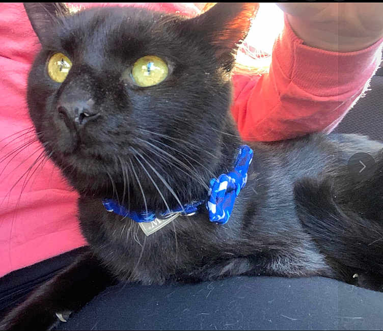Lucky joined the competition — help win amazing prizes! black_cat, cat, pet, close_up, yellow_eyes, collar, blue_collar, whiskers, fur, animal, lap, person, clothing, pink_sleeve, black_pants, indoor, resting, alert, curious, domestic_cat