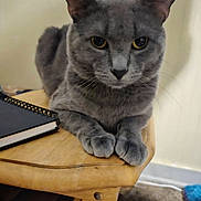 Rafael is registered to the contest to win money with this photo: cat, gray_cat, feline, pet, animal, table, wooden_table, notebook, spiral_notebook, indoor, closeup, yellow_eyes, fur, paw, relaxed, looking_at_camera, domestic_cat, mammal, whiskers, resting