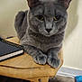cat, gray_cat, feline, pet, animal, table, wooden_table, notebook, spiral_notebook, indoor, closeup, yellow_eyes, fur, paw, relaxed, looking_at_camera, domestic_cat, mammal, whiskers, resting